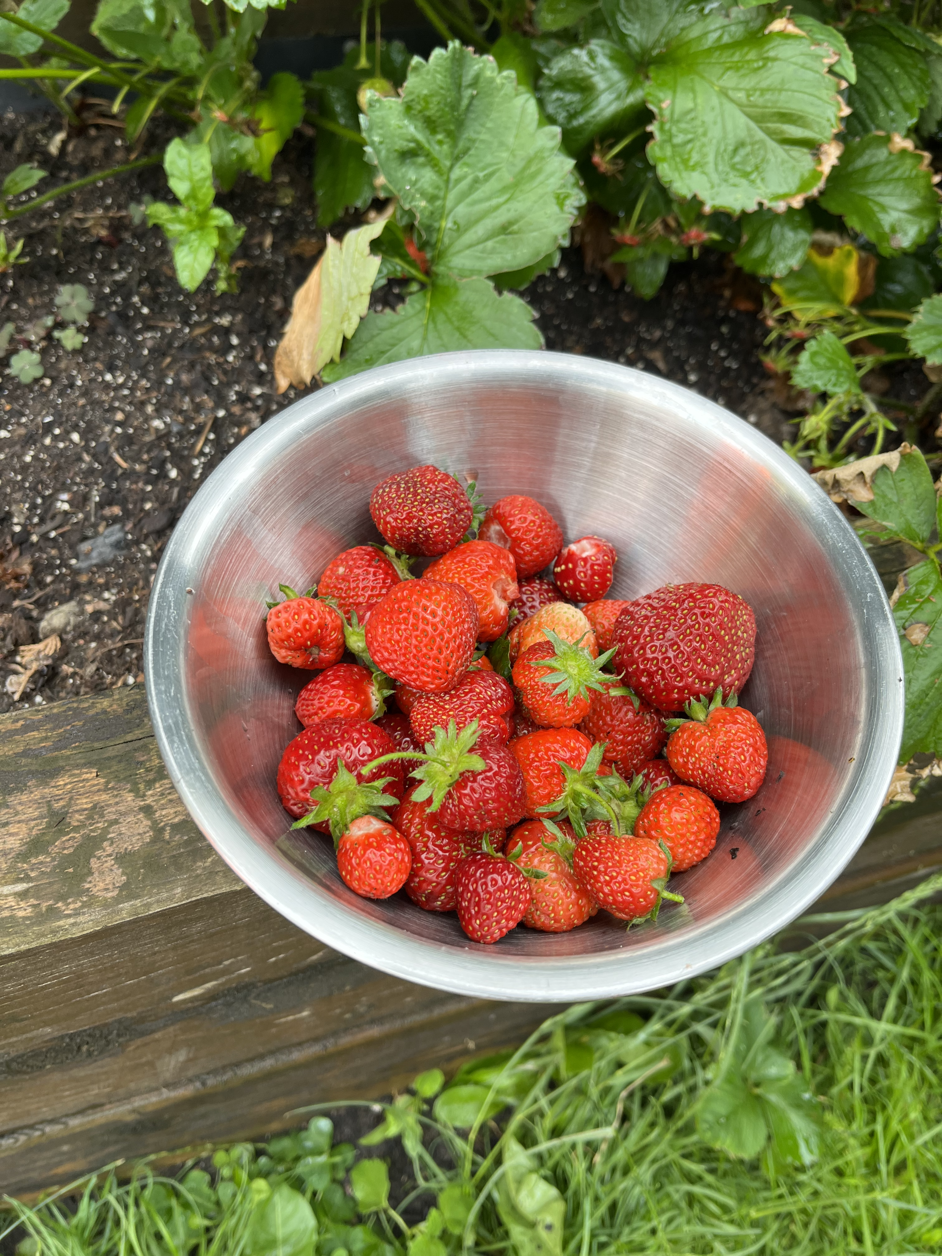 strawberry yield