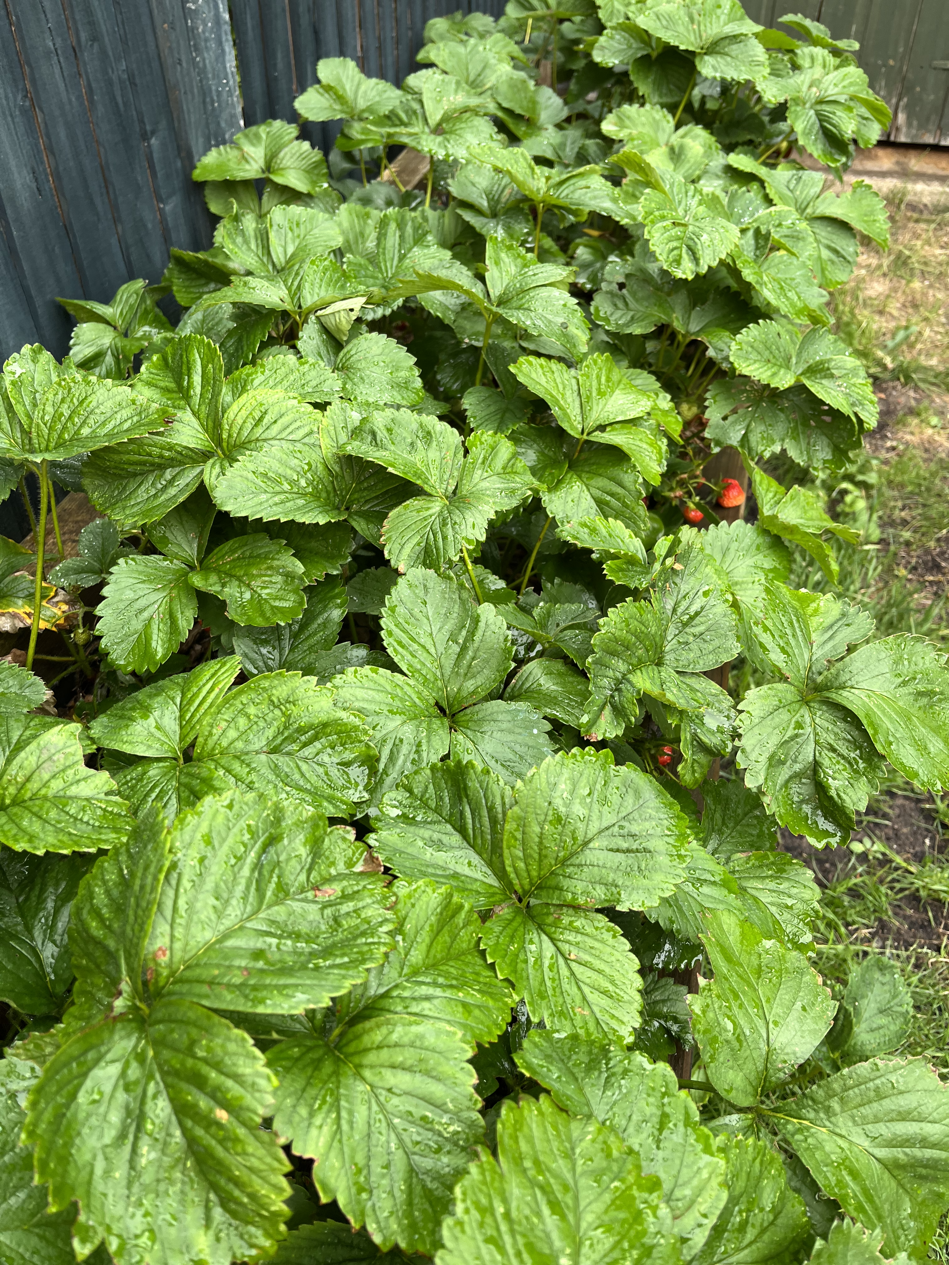 strawberry field